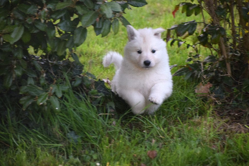 Accueil Elevage Du Petit Duc Victoria Eleveur De Chiens Berger