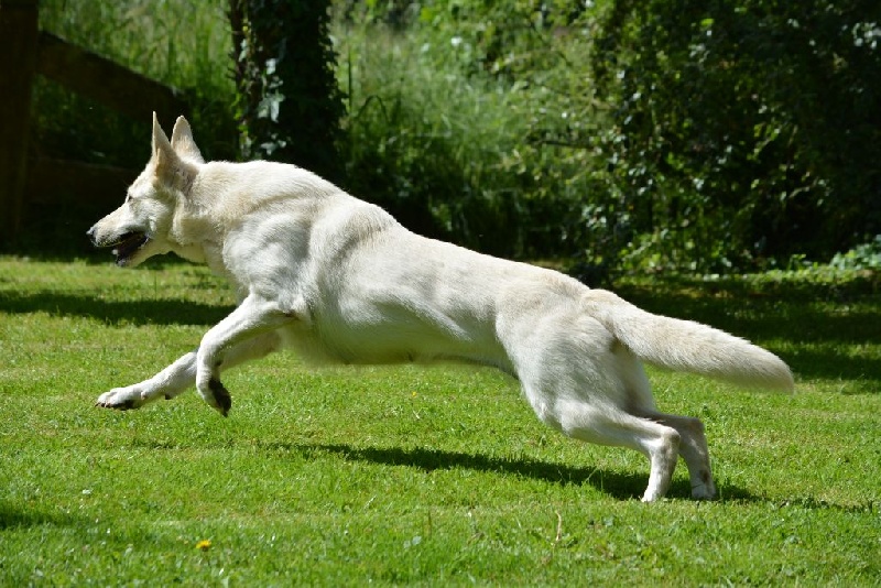 Emma (dite elhya) du domaine d'aries