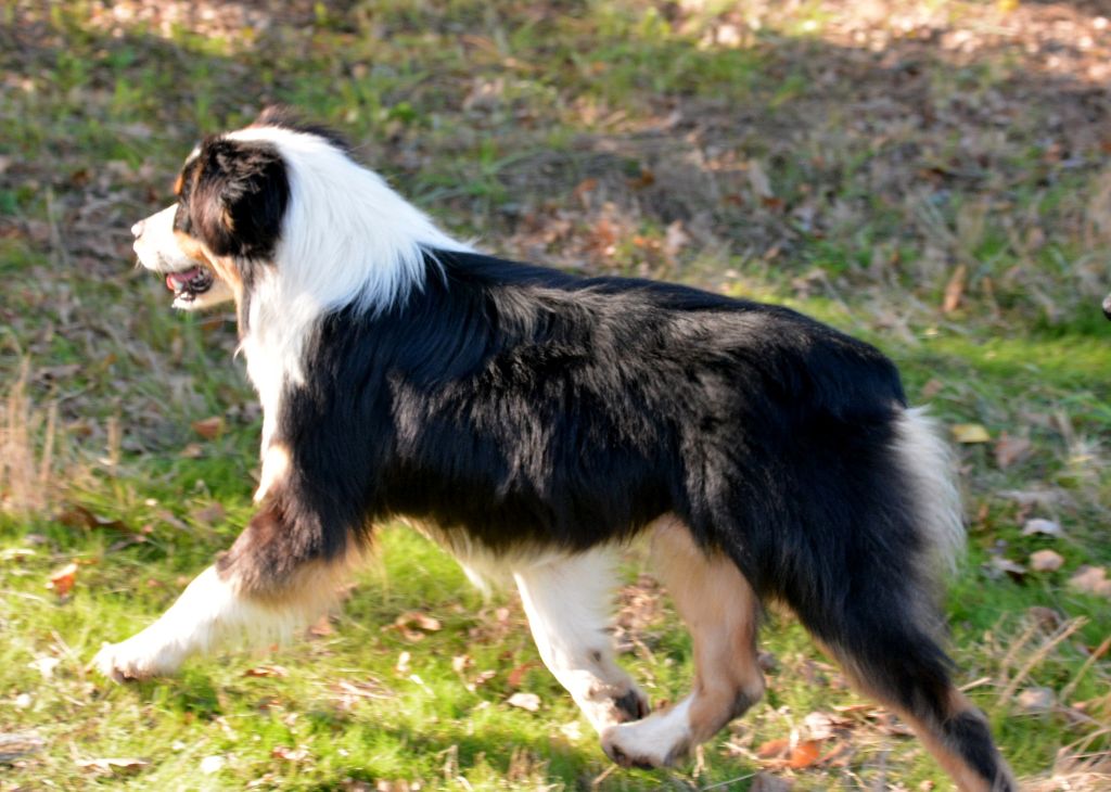 Moonwalk black or white du petit Duc Victoria