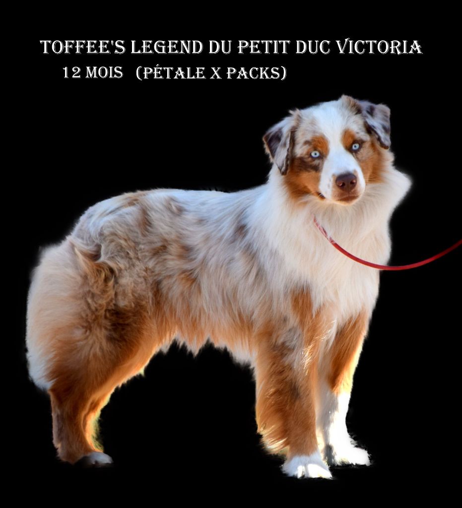 Toffee's legend du petit Duc Victoria
