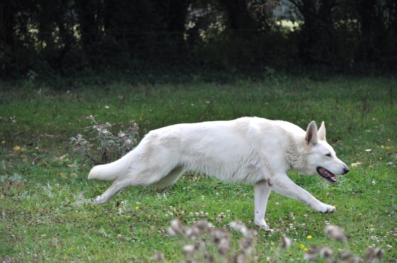 Emma (dite elhya) du domaine d'aries