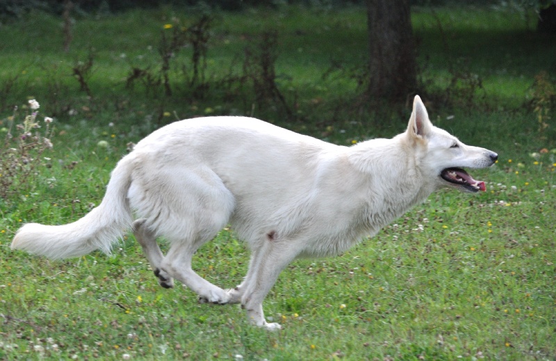 Emma (dite elhya) du domaine d'aries