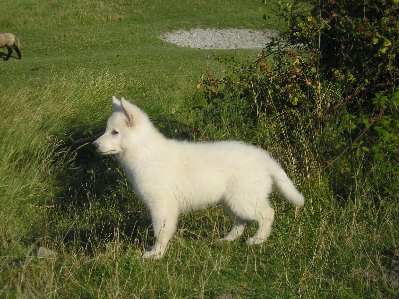 Chieftain de la baie des blancs