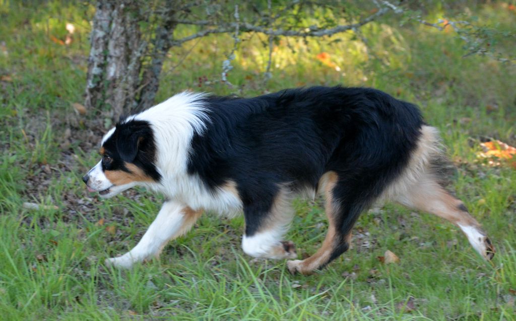 Moonwalk black or white du petit Duc Victoria