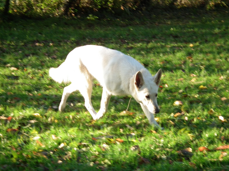 Emma (dite elhya) du domaine d'aries