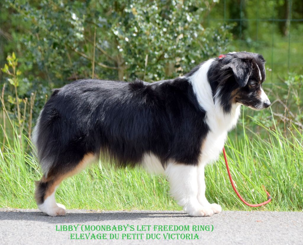moonbaby's Let freedom ring dite libby