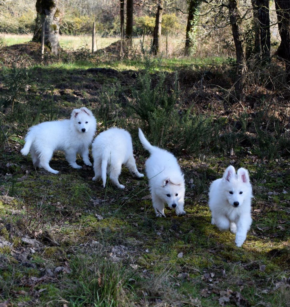 chiot Berger Blanc Suisse du petit Duc Victoria