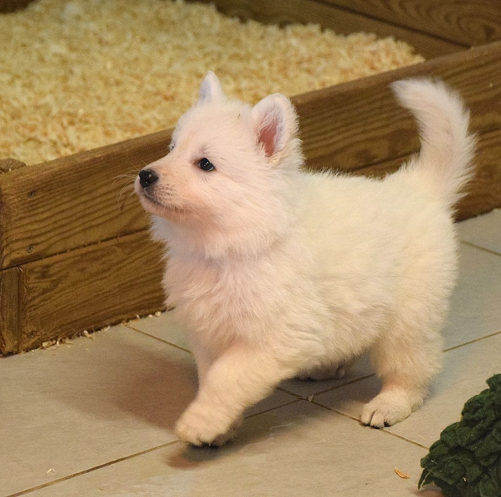 du petit Duc Victoria - Chiot disponible  - Berger Blanc Suisse