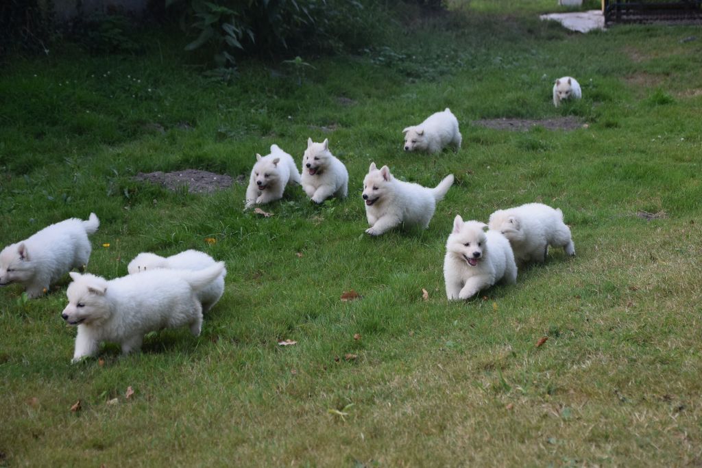 du petit Duc Victoria - Berger Blanc Suisse - Portée née le 08/08/2021