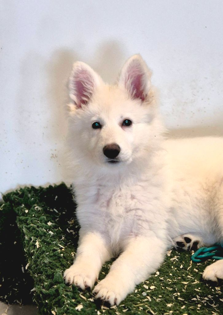 du petit Duc Victoria - Chiot disponible  - Berger Blanc Suisse