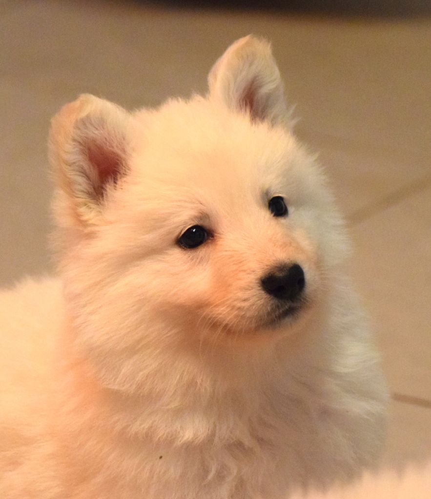 du petit Duc Victoria - Chiot disponible  - Berger Blanc Suisse