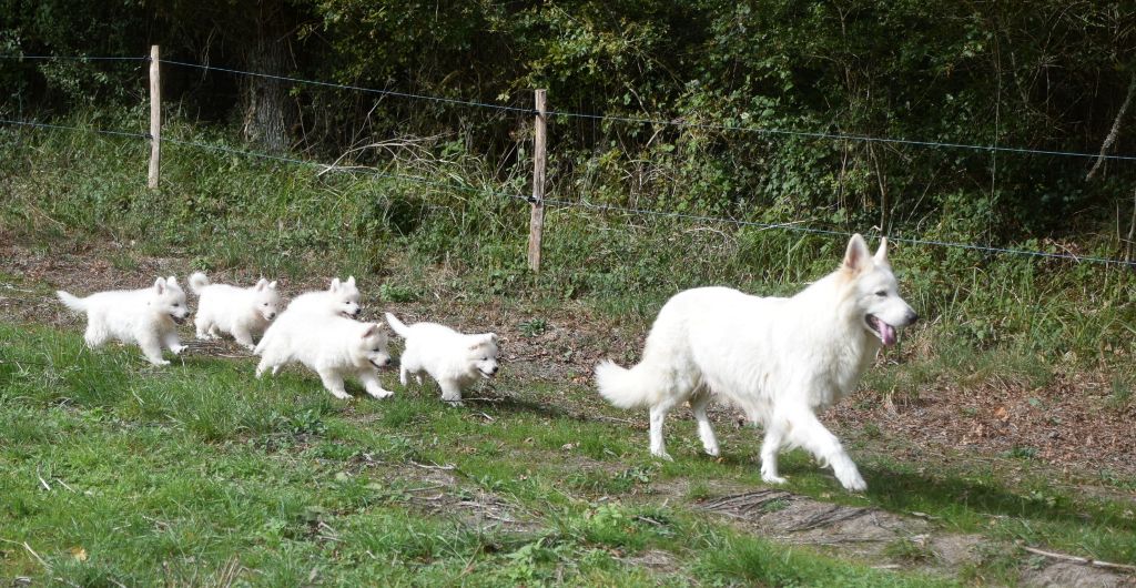 chiot Berger Blanc Suisse du petit Duc Victoria