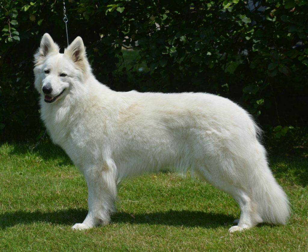 du petit Duc Victoria - Berger Blanc Suisse - Portée née le 04/08/2020