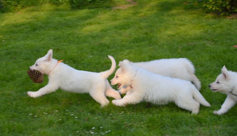 du petit Duc Victoria - Berger Blanc Suisse - Portée née le 16/02/2014