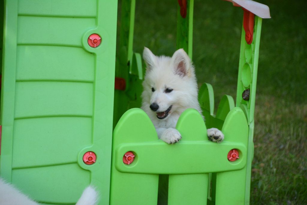 du petit Duc Victoria - Berger Blanc Suisse - Portée née le 19/04/2018