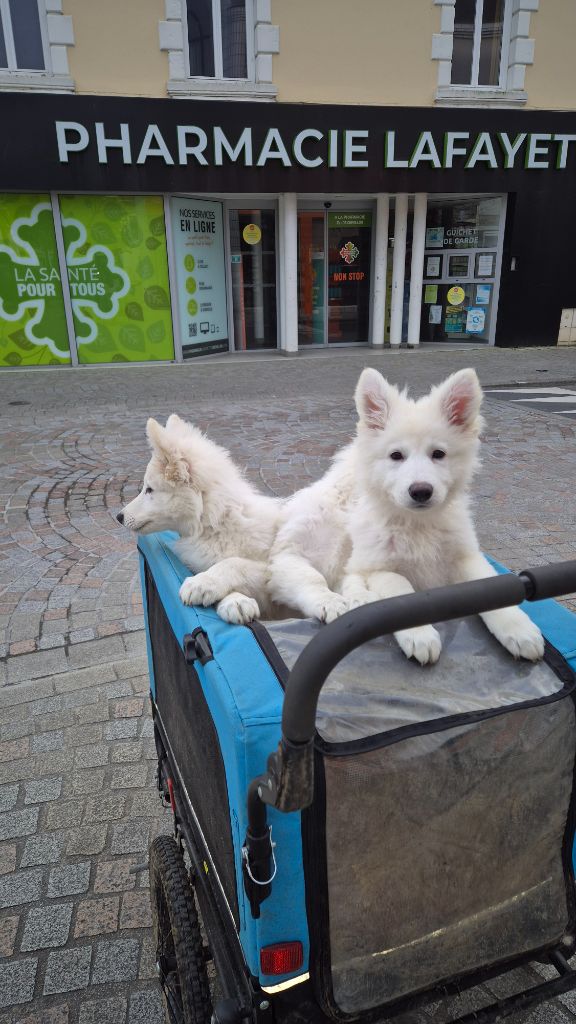 du petit Duc Victoria - Chiot disponible  - Berger Blanc Suisse