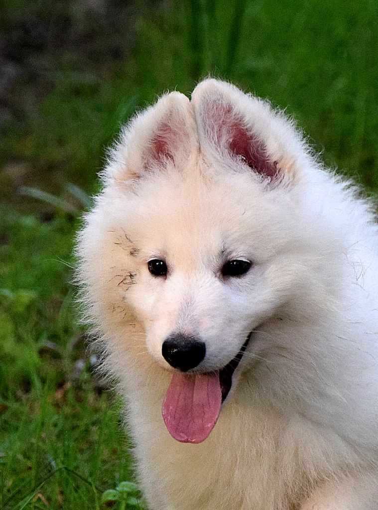 du petit Duc Victoria - Chiot disponible  - Berger Blanc Suisse