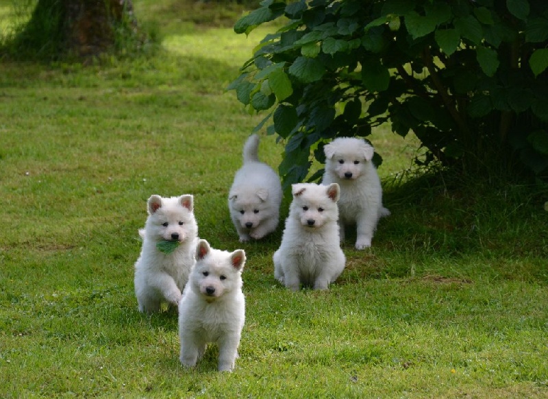 du petit Duc Victoria - Berger Blanc Suisse - Portée née le 09/04/2015