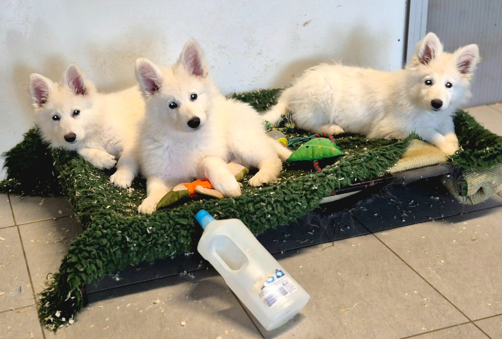 du petit Duc Victoria - Chiot disponible  - Berger Blanc Suisse