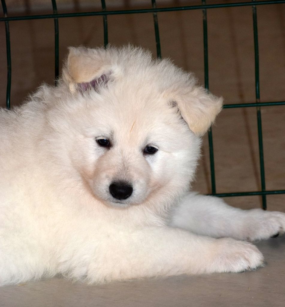 du petit Duc Victoria - Chiot disponible  - Berger Blanc Suisse