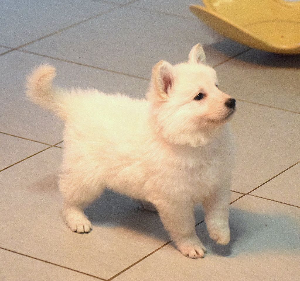 du petit Duc Victoria - Chiot disponible  - Berger Blanc Suisse