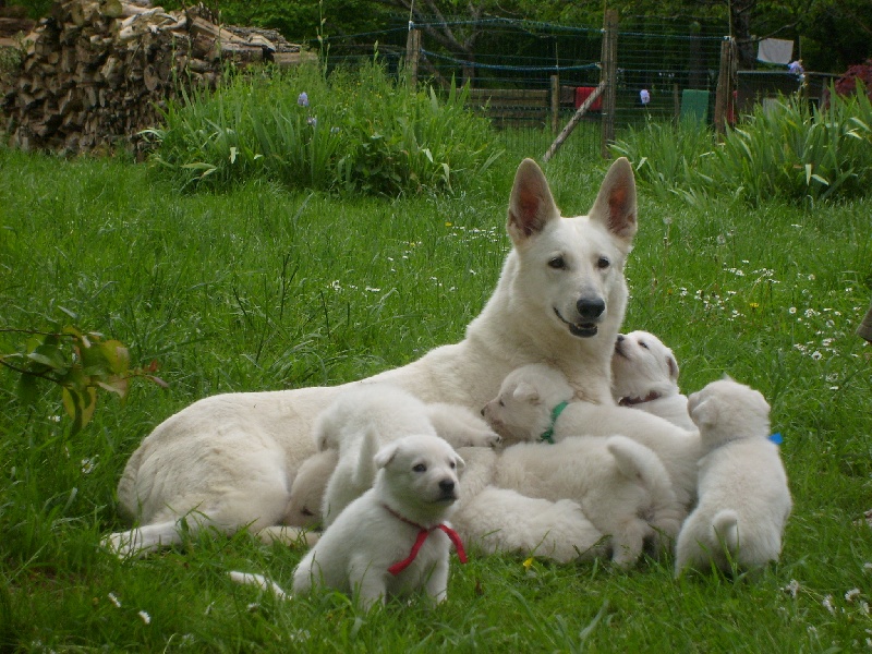 du petit Duc Victoria - Berger Blanc Suisse - Portée née le 10/04/2008