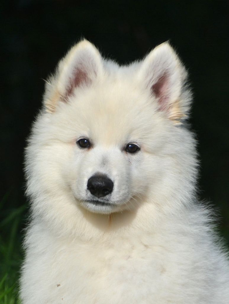 chiot Berger Blanc Suisse du petit Duc Victoria