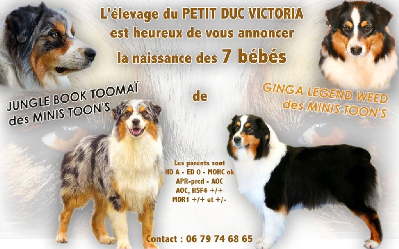 chiot Berger Australien du petit Duc Victoria