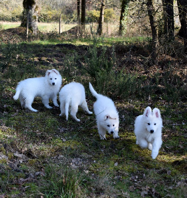 du petit Duc Victoria - Berger Blanc Suisse - Portée née le 24/11/2022