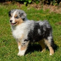 Mâle bleu merle