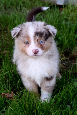 Mâle rouge merle 