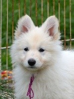 du petit Duc Victoria - Berger Blanc Suisse - Portée née le 14/02/2020