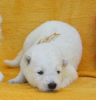 Femelle COLLIER JAUNE/BLANC