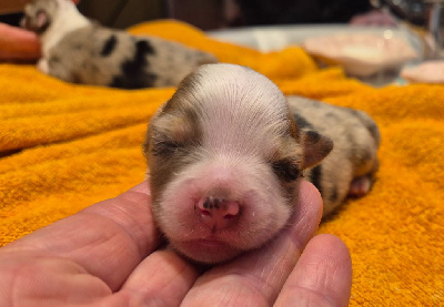 Mâle bleu merle (ou rouge merle)