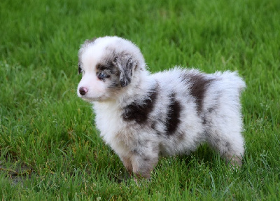 Mâle rouge merle 