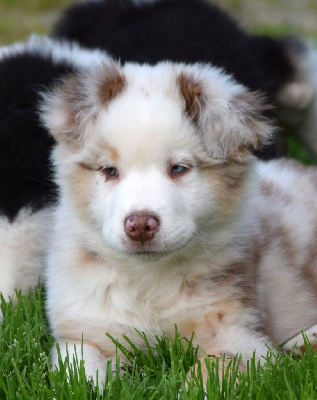 Mâle rouge merle