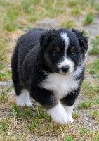 CHIOT MÂLE NOIR TRICOLORE