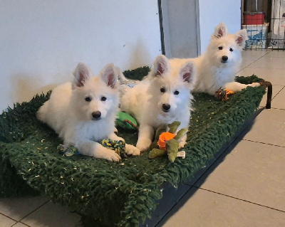 du petit Duc Victoria - Berger Blanc Suisse - Portée née le 23/10/2024