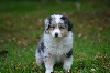 Mâle bleu merle