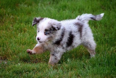 Mâle rouge merle 