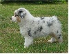 Mâle bleu merle