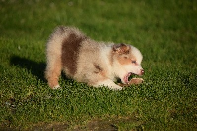 Femelle rouge merle