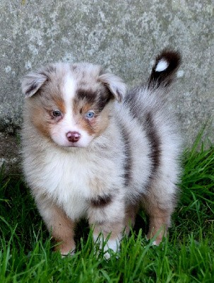 Mâle rouge merle 