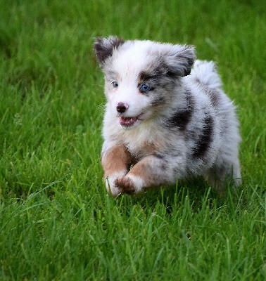 Mâle rouge merle 