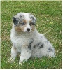 Mâle bleu merle