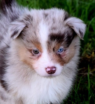 Mâle rouge merle 