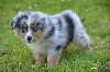 Mâle bleu merle 2