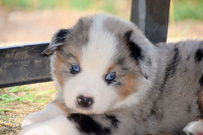 Mâle bleu merle 1 