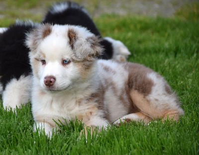 Mâle rouge merle