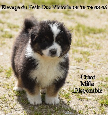 CHIOT 2